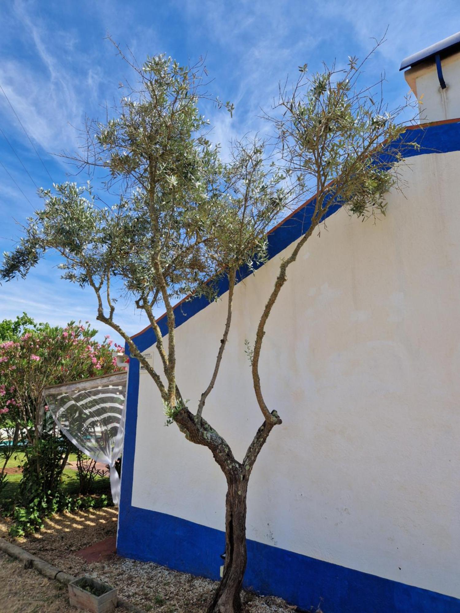 Monte Aranhas * Estremoz